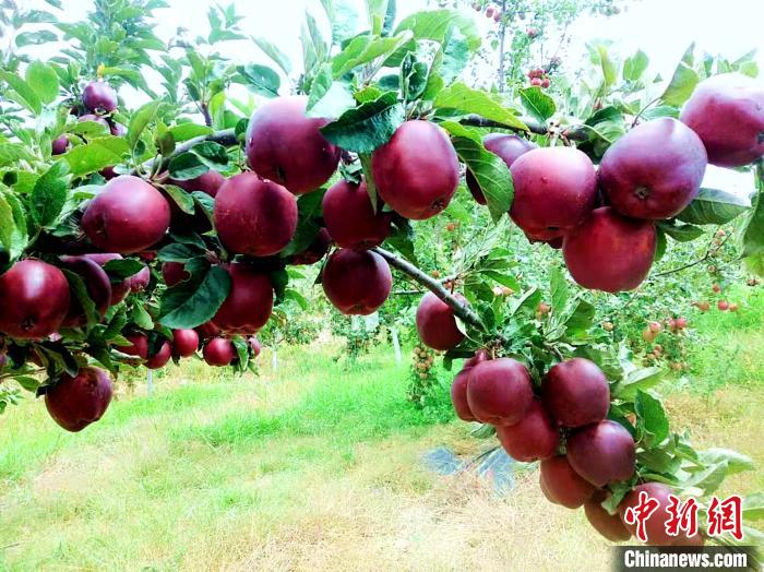 西藏這個村“蘋”實(shí)力年賺60萬元鞏固脫貧成果