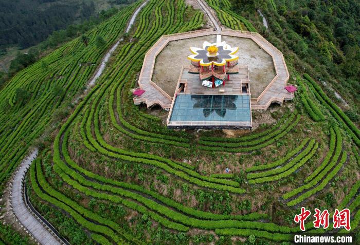 圖為西藏林芝市墨脫縣背崩鄉(xiāng)格林村山頂?shù)木坝^茶園。(無人機照片) 李林 攝