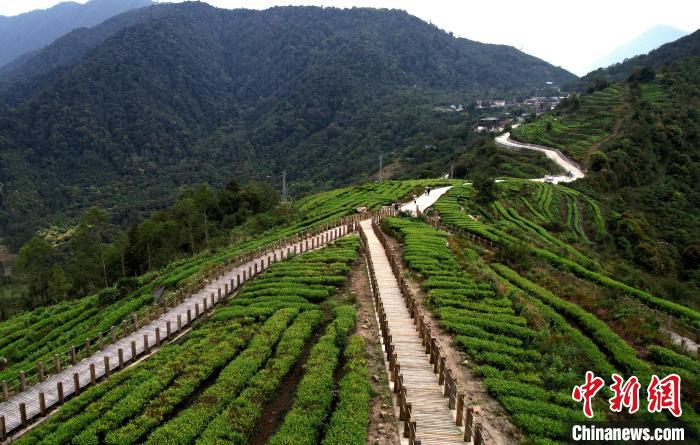 圖為西藏林芝市墨脫縣背崩鄉(xiāng)格林村山頂?shù)木坝^茶園。(無人機照片) 李林 攝