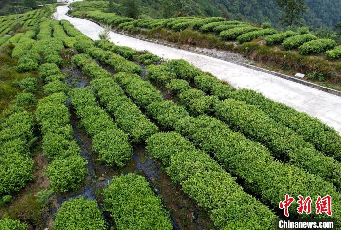 圖為西藏林芝市墨脫縣背崩鄉(xiāng)格林村山頂?shù)木坝^茶園。(無人機照片) 李林 攝