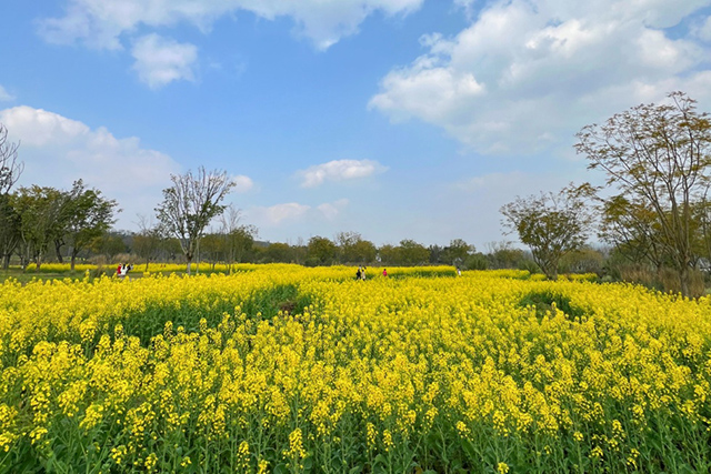 每到油菜花季，就有市民相約到重慶廣陽(yáng)島上踏青賞花。鄒樂(lè)攝