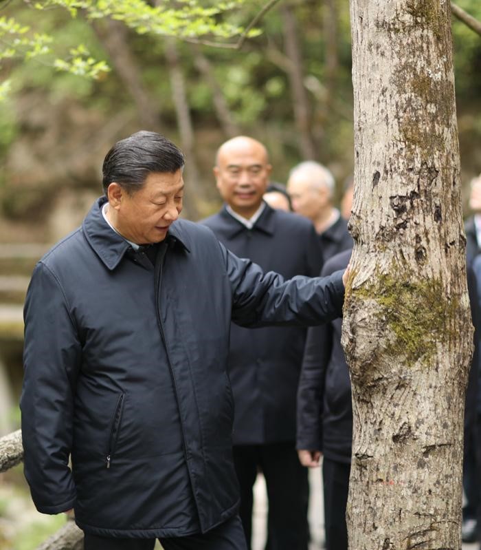 2020年4月20日，中共中央總書記、國家主席、中央軍委主席習(xí)近平在陜西考察調(diào)研。這是習(xí)近平在位于商洛市柞水縣的秦嶺牛背梁國家級自然保護(hù)區(qū)，考察秦嶺生態(tài)保護(hù)情況。 新華社記者 鞠鵬 攝