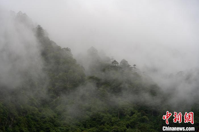 雨后勒布溝的云霧?！〗w波 攝