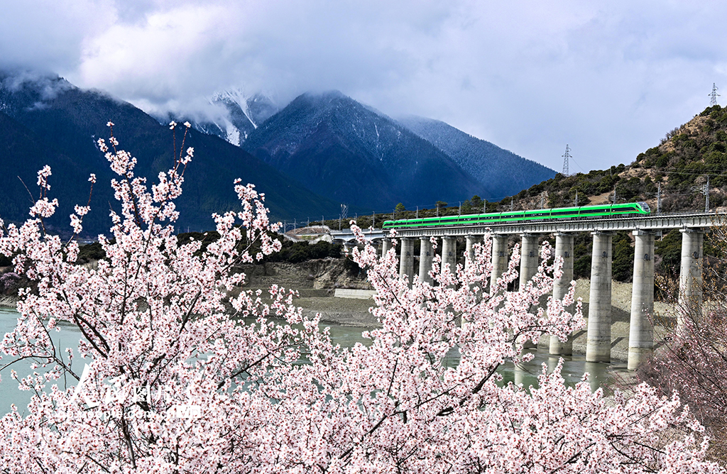 西藏林芝：雪域高原列車穿越花?！?】