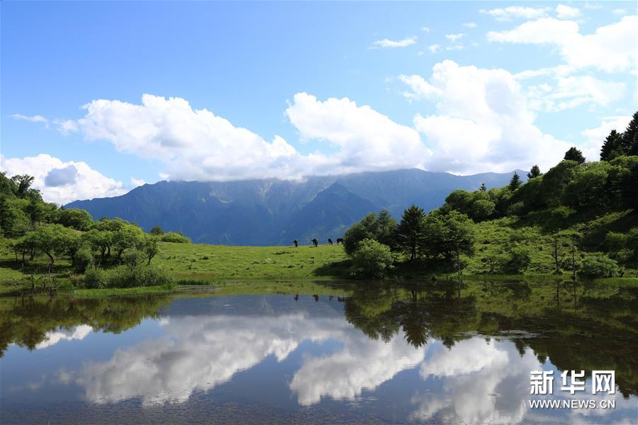 （新華視界）（6）甘肅舟曲：夏日藏鄉(xiāng)畫中景