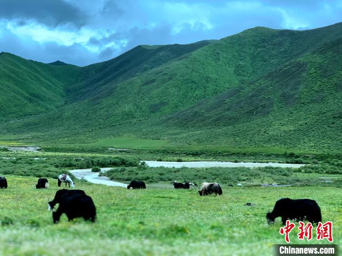 三江源腹地久治生態(tài)畜牧業(yè)發(fā)展帶動牧民增收