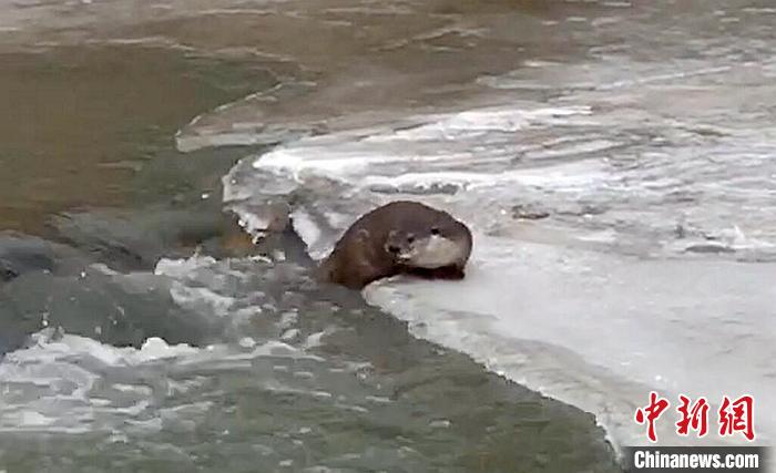 冰面上的國家二級保護動物小爪水獺。視頻截圖