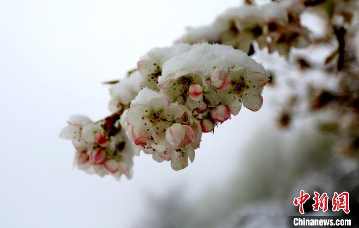 花兒被冰雪覆蓋?！±钣腊?　攝