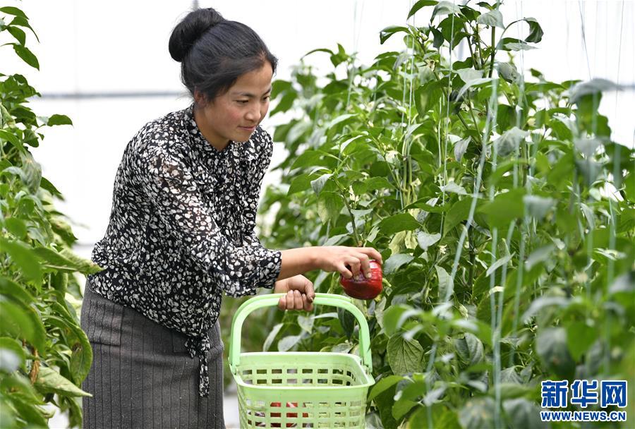 （經(jīng)濟）（2）西藏林芝：蔬菜種植 鼓起百姓“錢袋子”