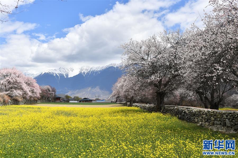 （美麗中國(guó)）（1）西藏林芝桃花盛開