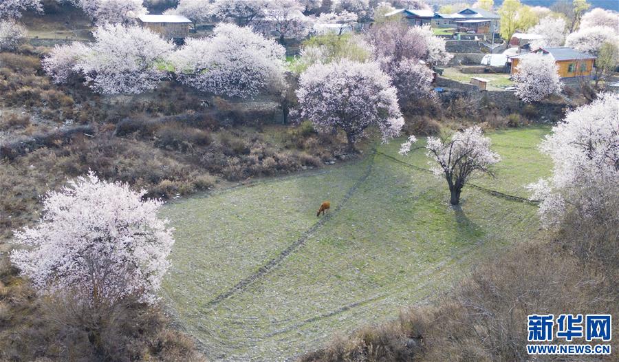 （美麗中國(guó)）（7）西藏林芝桃花盛開