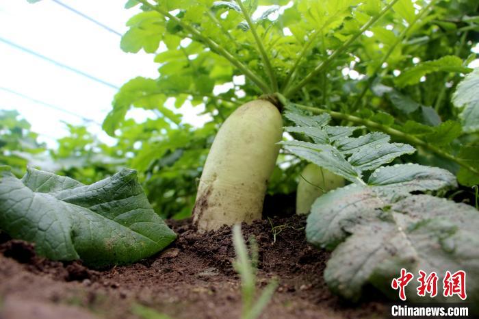 圖為亞東邊檢站“警營(yíng)菜園”喜獲豐收的白蘿卜?！⊥鯑|東 攝