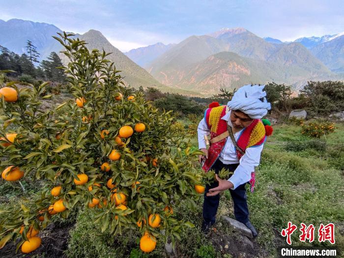 林芝下察隅鎮(zhèn)京都村101畝耙耙柑豐收?！〗w波 攝