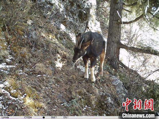 圖為相同位點記錄到的國家二級重點保護(hù)野生動物—中華鬣羚?！≈袊茖W(xué)院昆明動物研究所提供