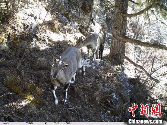 圖為相同位點記錄到的雪豹主要獵物—巖羊?！≈袊茖W(xué)院昆明動物研究所提供