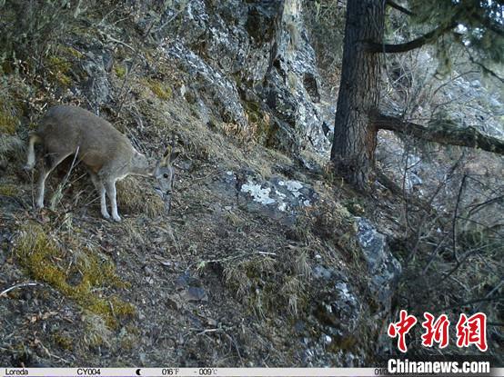 圖為相同位點記錄到的國家一級重點保護(hù)野生動物—馬麝。　中國科學(xué)院昆明動物研究所提供