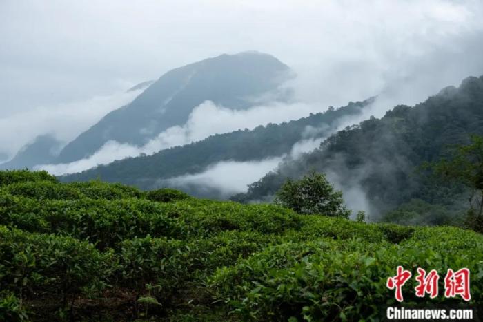 墨脫縣背崩鄉(xiāng)的高山茶場。