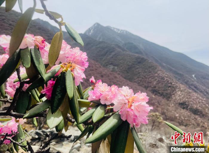 近日，西藏自治區(qū)山南市加查縣索囊溝的杜鵑花競相綻放?！∪轿木?攝