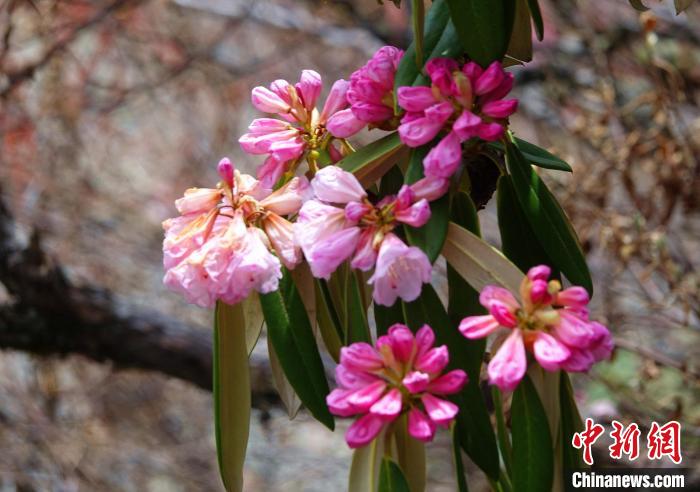 近日，西藏自治區(qū)山南市加查縣索囊溝的杜鵑花競相綻放?！∪轿木?攝