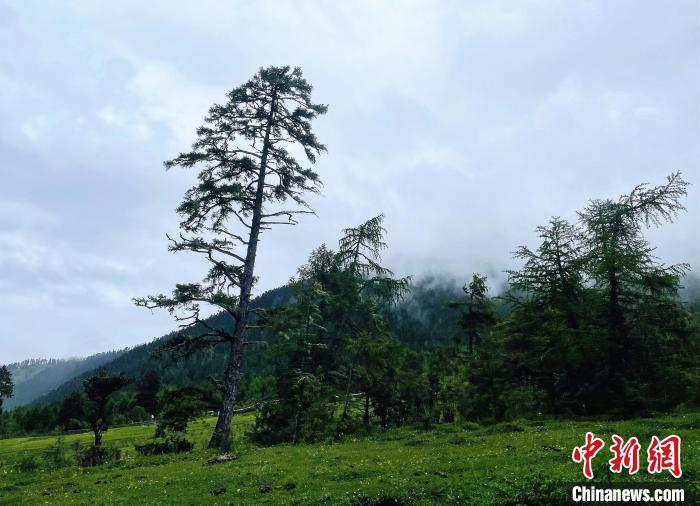 6月10日，魯朗小鎮(zhèn)高山牧場景區(qū)風(fēng)光。　冉文娟 攝