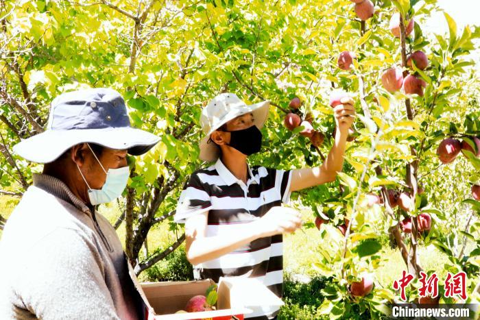 圖為西藏阿里札達縣底雅鄉(xiāng)村民在自家果園采摘果實?！“⑼?攝