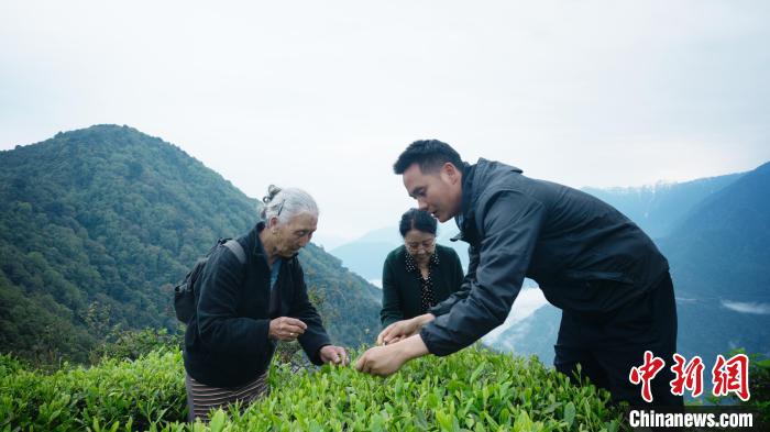 圖為銀發(fā)旅游體驗(yàn)團(tuán)兩位老人體驗(yàn)采茶?！∥鞑貙ｍ?xiàng)旅游協(xié)會(huì)供圖