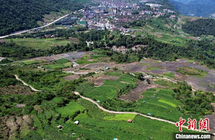 圖為西藏林芝市墨脫縣城附近的茶田。(無人機照片) 李林 攝