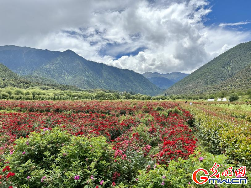 我們的家園丨工布花谷：高原花開(kāi)香飄全國(guó)，產(chǎn)業(yè)經(jīng)濟(jì)增收致富