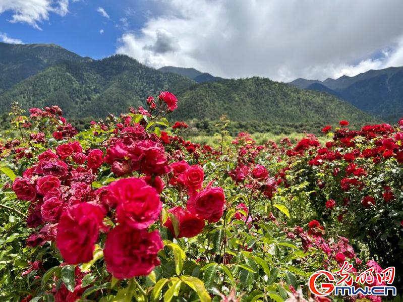 我們的家園丨工布花谷：高原花開香飄全國，產(chǎn)業(yè)經(jīng)濟增收致富