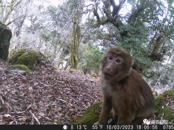 西藏色季拉山發(fā)現(xiàn)雪豹、白頰獼猴等多種珍稀野生動物