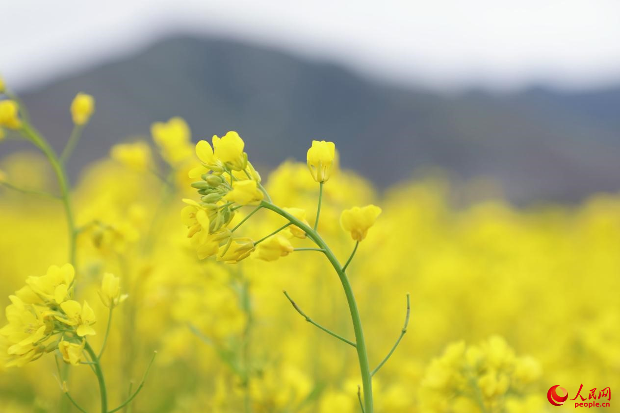 金色油菜花鋪滿大地。 人民網(wǎng) 李海霞攝