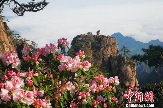 黃山風(fēng)景區(qū)“五一”小長假客流、車流平穩(wěn)