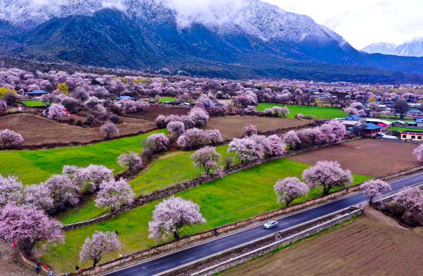 波密縣傾多鎮(zhèn)如納村盛開(kāi)的桃花。徐馭堯攝